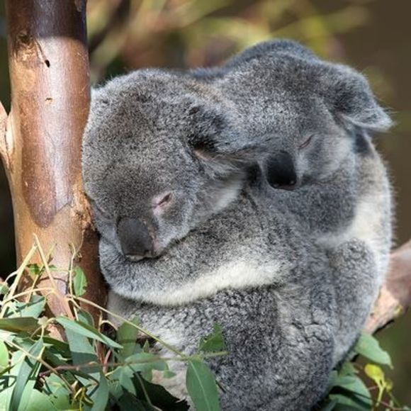 fuzzykoala
